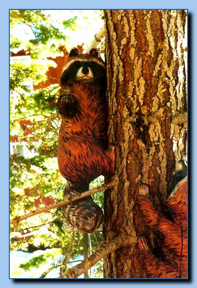 2-09 raccoon attached to tree-archive-0003